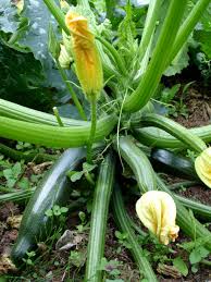 Pumpkin Zucchini - Coimex